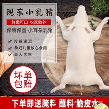 乳猪新鲜现杀冷冻小香乳猪整只脆皮烤乳猪3-40斤规格齐全生鲜食材