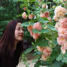 蜀葵种子多年生花草四季可播易种室内阳台盆栽花卉好养活撒播花籽