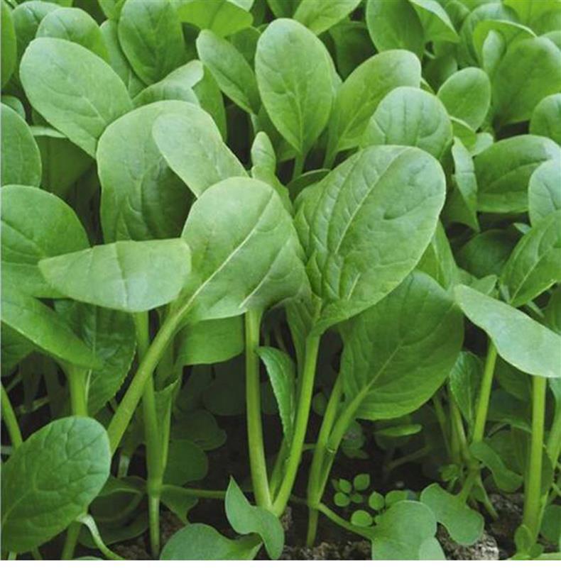 鸡毛菜种子四季小白菜青梗菜青菜油菜上海青菜籽阳台盆栽蔬菜种孑