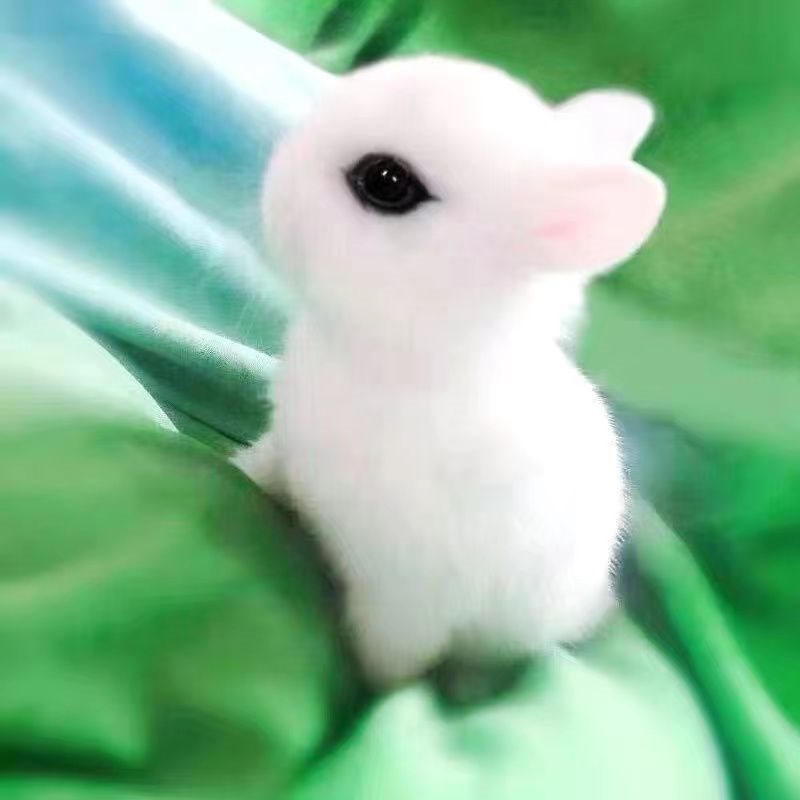 迷你长不大兔子活物家兔茶杯侏儒小白兔垂耳道奇小型宠物白兔活体