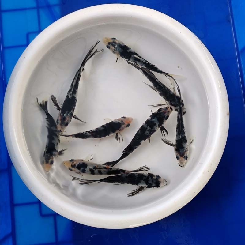 黑白龙凤白金鲤黑金龙凤白金活体长尾短尾冷水淡水观赏鱼鱼苗