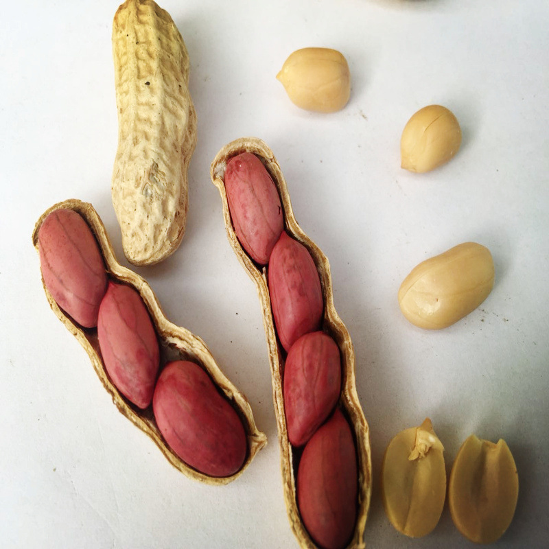 全新红皮生花生米去皮带壳零食农家自种子四粒红衣花生炒熟原味