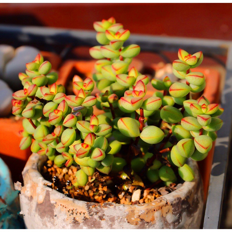 多肉植物巨型大株大型老桩多头群生稀有品种组合盆栽绿植好养肉肉