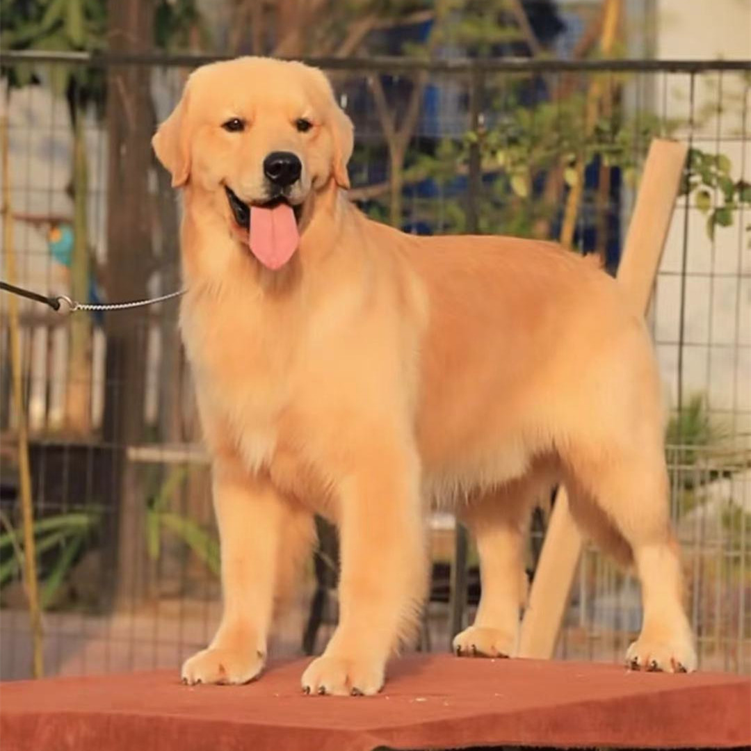 宠物狗可爱大型