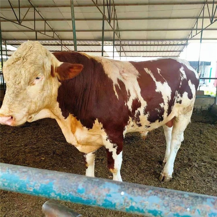 西门塔尔牛 肉牛养殖技术 改良鲁西黄牛犊西门塔尔牛可散养圈养