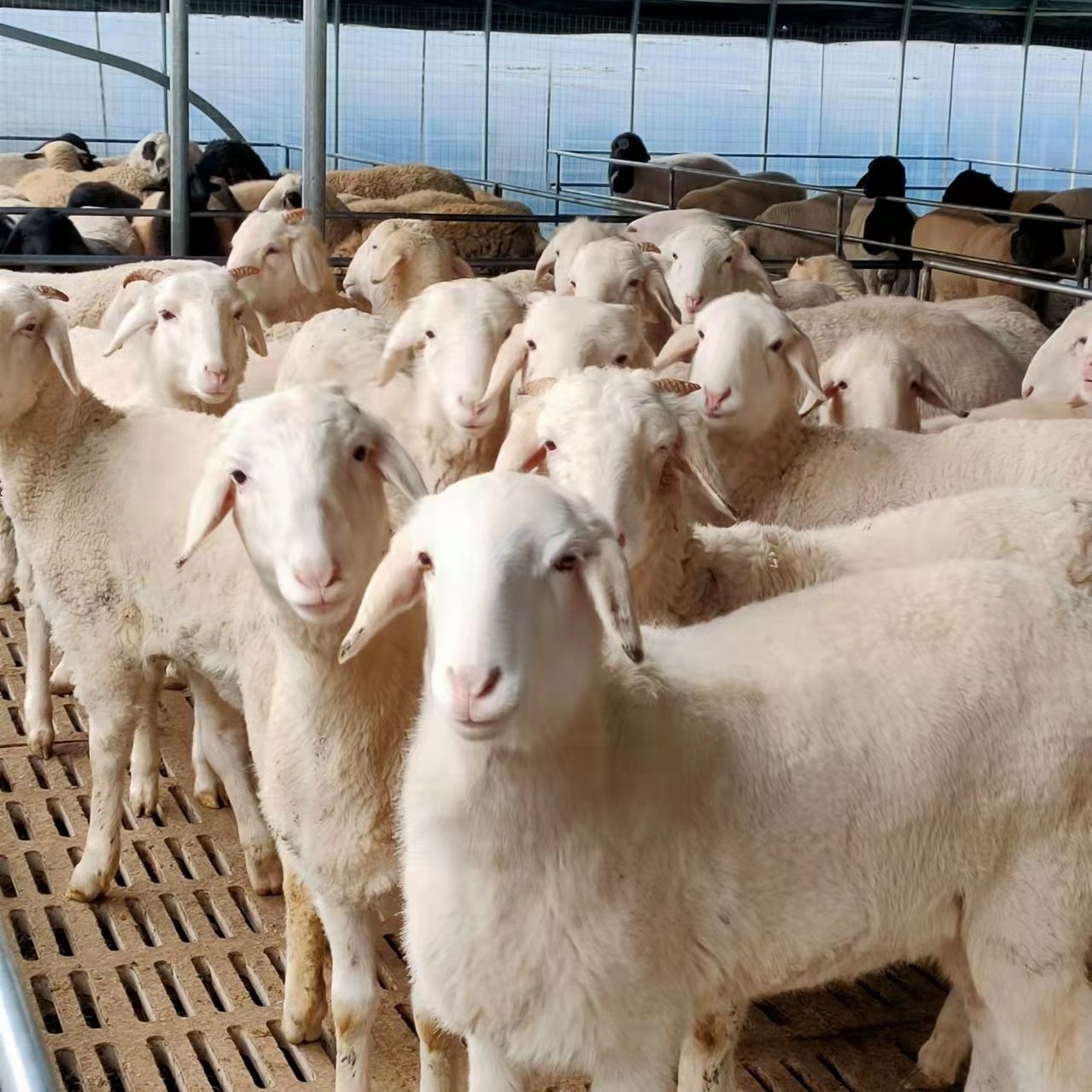鲁西南小尾寒羊 种羊肉羊母羊小羊苗羊羔 大规模养殖可大规模供应