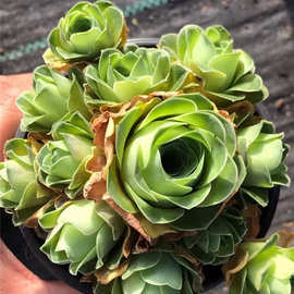 多肉品种植物大棚批发 血樱玫瑰群盆6.5cm多肉山地玫瑰脱土裸根发