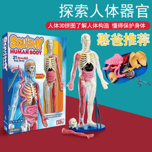 smartlab美国squishy human body探索人体器官认知模型教具