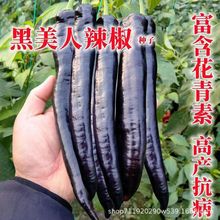 黑辣椒种子紫黑色辣椒种子辣椒种子庭院蔬菜种子