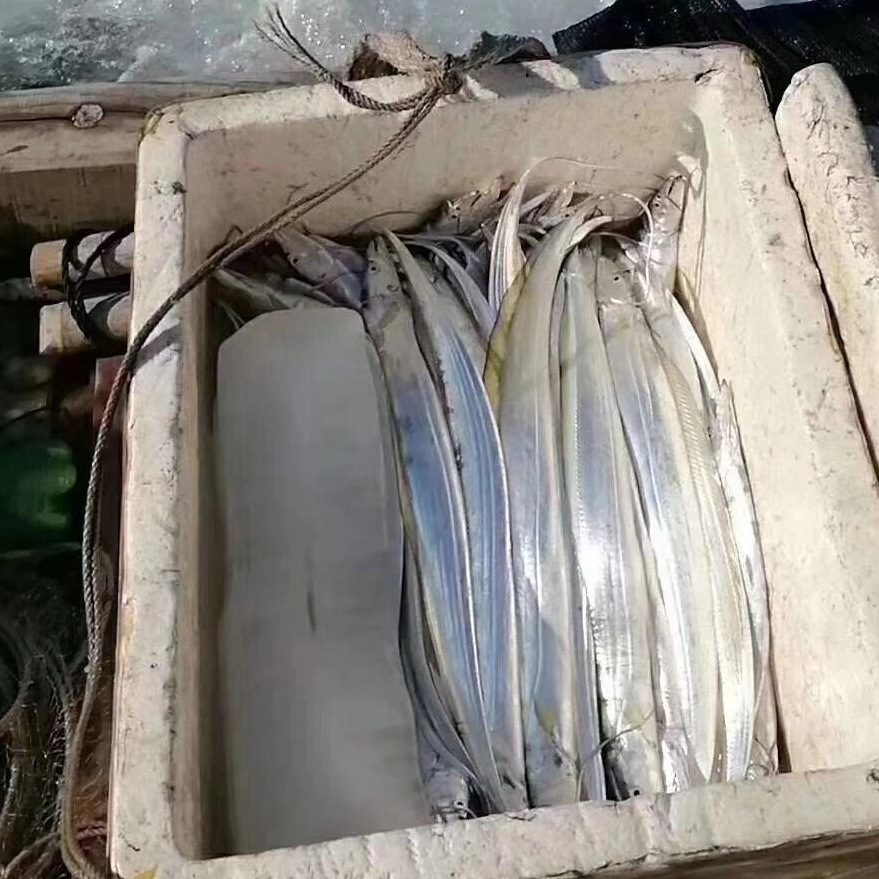 东山海鲜黄金带鱼金边带鱼海鲜水产冷冻小眼刀鱼