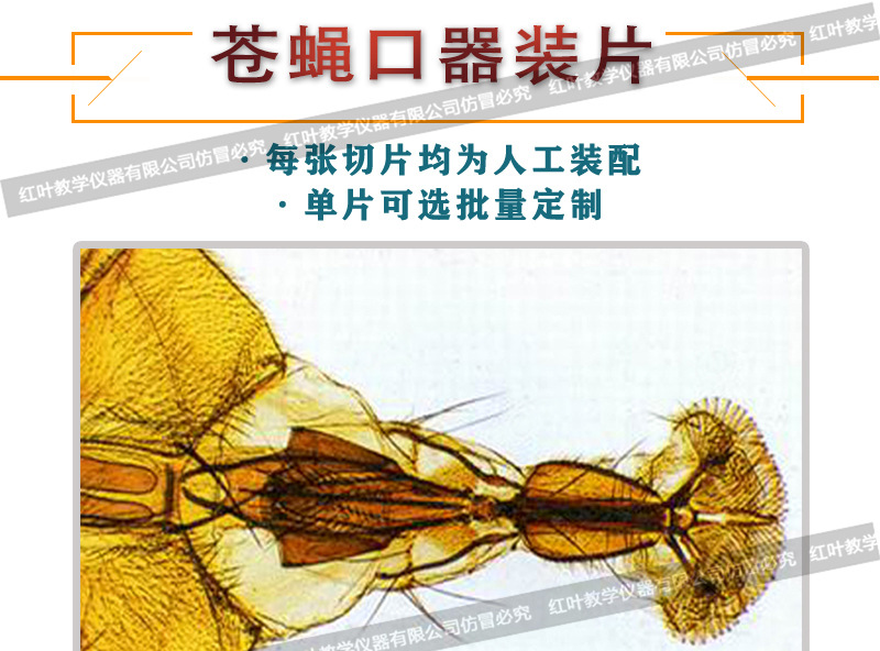 苍蝇口器装片昆虫类生物切片单片