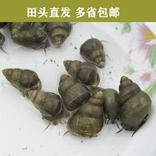 崇明青壳螺蛳笩钓青鱼薄壳活螺丝鲜活田螺笩钓青螺观赏螺打窝小螺