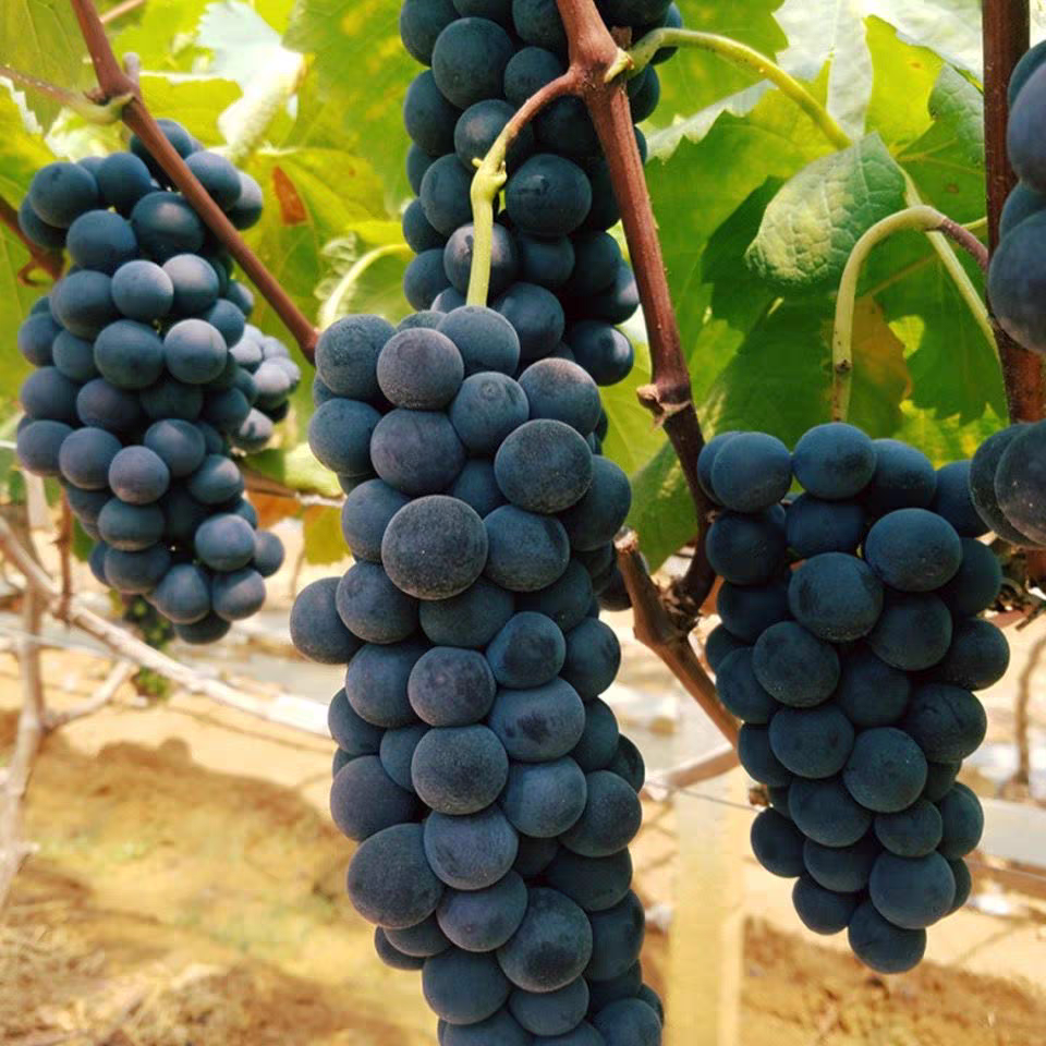 xc东北巨峰葡萄新鲜5斤装现摘现发纯甜孕妇当季水果非云南夏黑葡