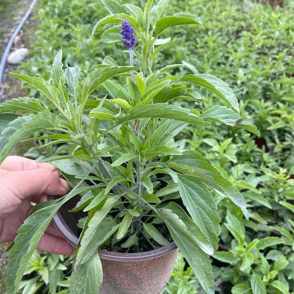蓝花鼠尾草盆栽 花境开花观赏性植物 成都园林绿化工程苗木 地被