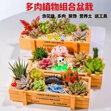 新品多肉植物组合盆栽花盆土摆件绿植室内吸甲醛创意diy肉肉套餐