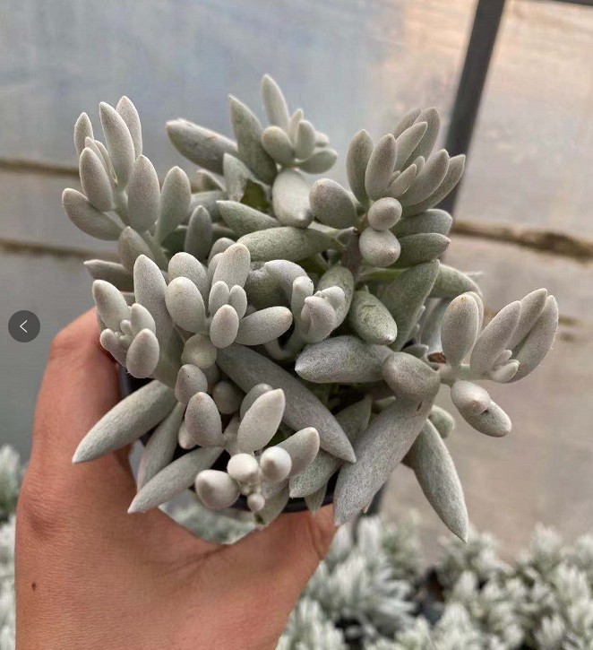 银月 小老桩多肉植物盆栽花卉绿植实拍