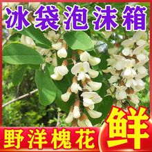 2023槐花新鲜洋槐花现摘现发蒸菜秦岭野菜当季蔬菜花朵批发