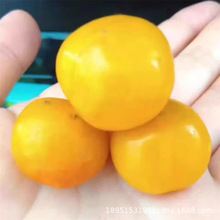 钙果苗新品钙果树小苗中华农大钙果当年结果南北方种植 欧李试种