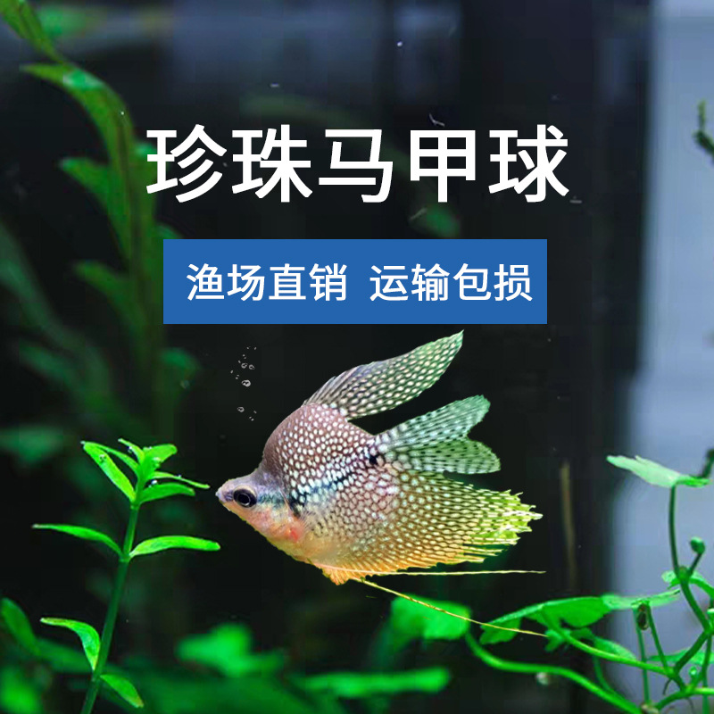 渔场直发2cm左右珍珠马甲球鱼 球形鱼 热带观赏鱼 渔场大量批发