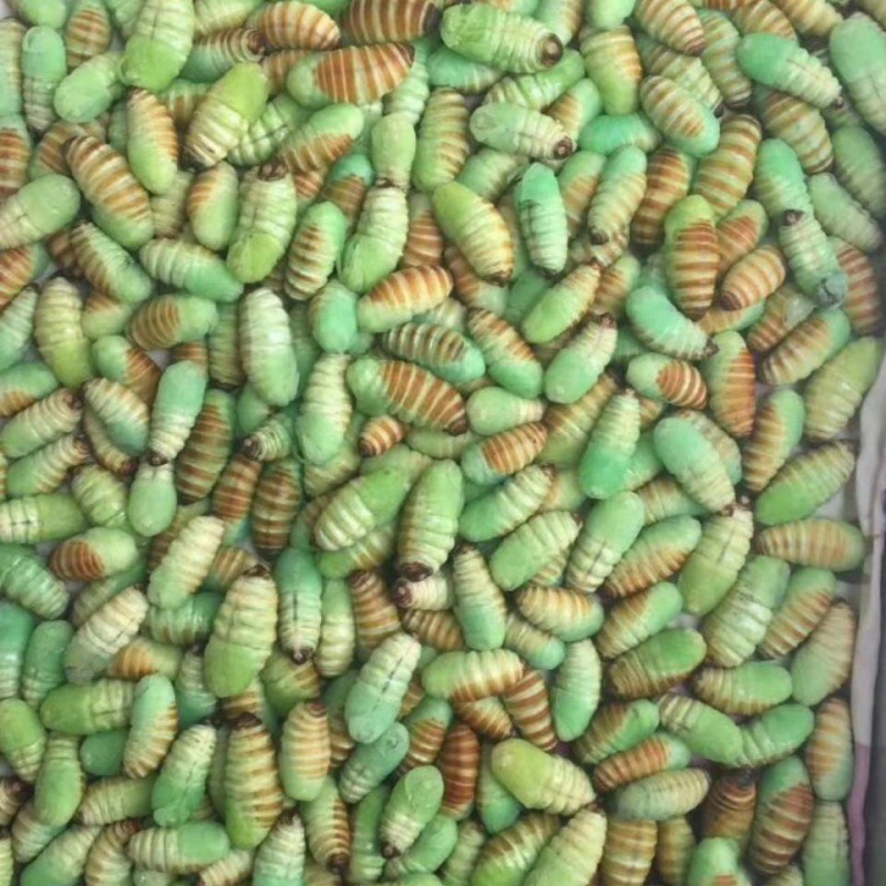 蝉蛹东北特产神仙蛹嫩蚕蛹绿色蚕蛹薄皮柞树蚕蛹速冻神仙跨境电商