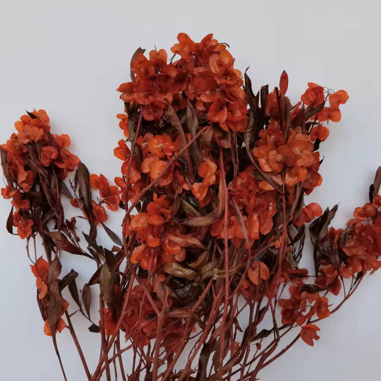 永生花迎客豆仿真花永生干花批发蝴蝶花年宵花红色花束新年装饰摆