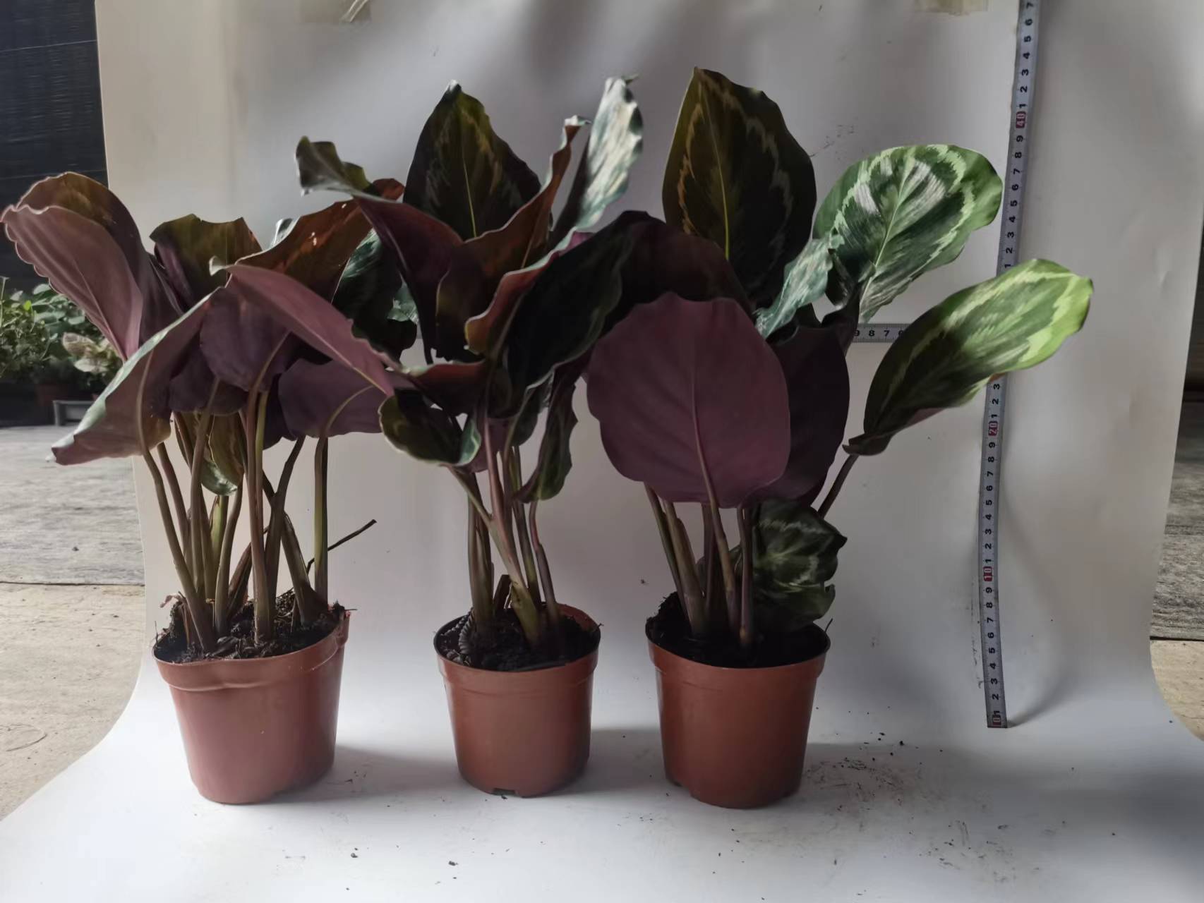 彩虹竹芋网红盆栽室内观叶植物厂家源头直供室内绿植盆栽-阿里巴巴