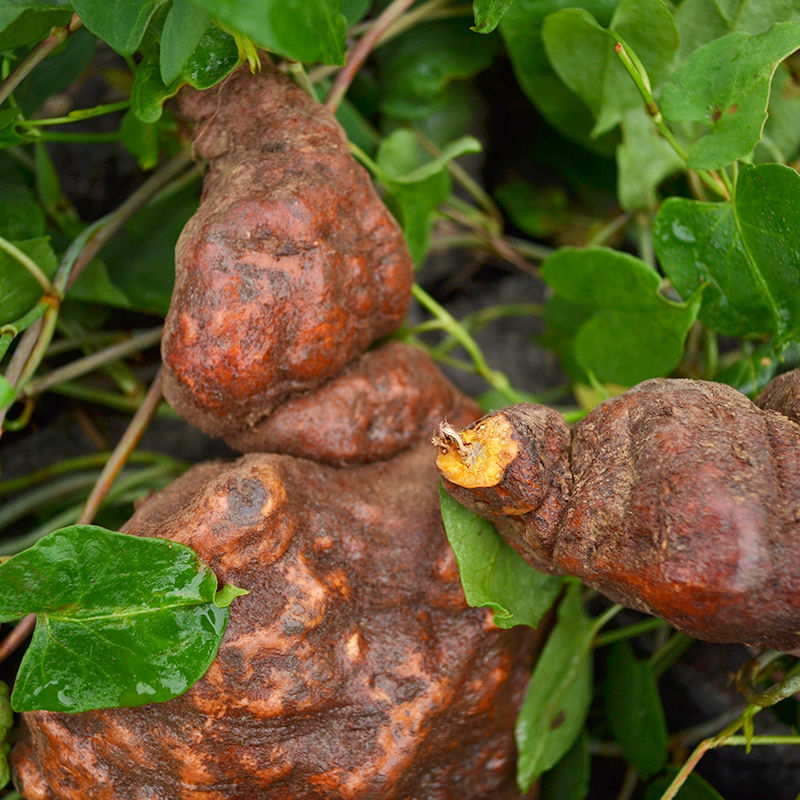 贵州正宗纯野生何首乌新鲜货黑皮红皮泡酒泡茶洗头白发转黑滋补