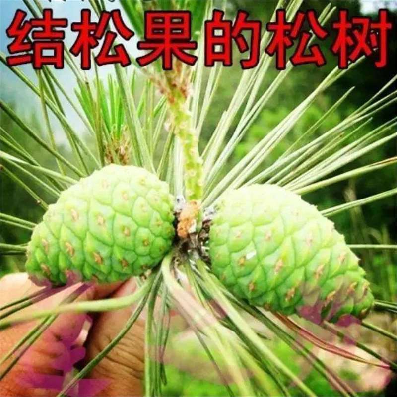 红松种子红松苗松果苗坚果树苗结松籽的松树苗红松树苗红松种苗
