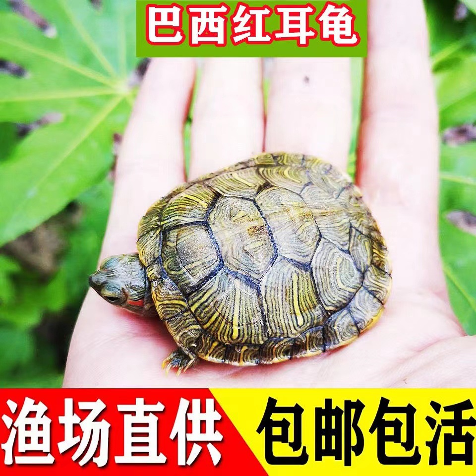 乌龟活物大巴西龟放生稀有观赏宠物龟苗黄金招财龟活体彩龟金钱龟