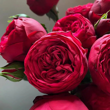 月季花苗特大花红钢琴灌木切花包子型浓香玫瑰苗带花阳台花卉盆栽