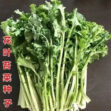 花叶苔菜种籽绿绒春不老菜籽菜籽特色鸡冠菜四季播种耐寒蔬菜种子