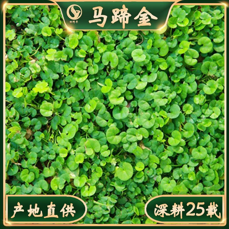 四季种植马蹄金草籽四季青小金钱草铜钱草种子耐高温绿化草坪草种