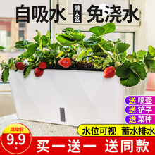 懒人自吸水花盆家庭阳台种菜神器长方形塑料种植箱种菜盆长条花槽