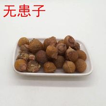 供应无患子 洗手果 肥皂树 量大从优