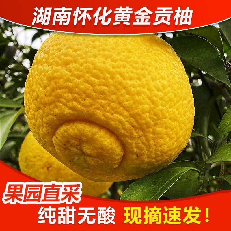 正宗湖南怀化洪江黄金贡柚特产特甜礼盒装大果当季水果春香小柚子