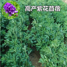 紫花木须种子大叶苜蓿牛羊饲料食用芽苗菜木须菜牧草之王秋播