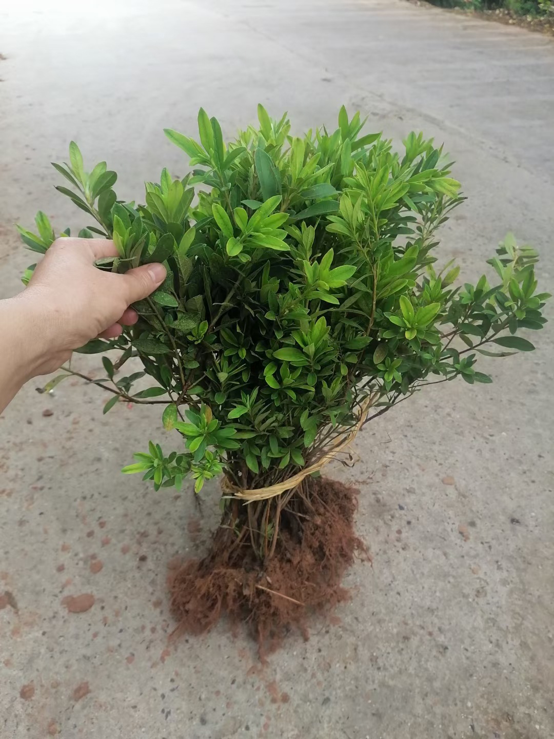 苗圃直供 春杜鹃地苗 杜鹃地苗 杜鹃 杜鹃树 杜鹃小苗 树苗批发