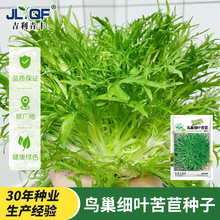 细叶苦菊菜种籽花叶苦苣生菜沙拉凉拌耐热蔬菜种孑黄心苦菊种子