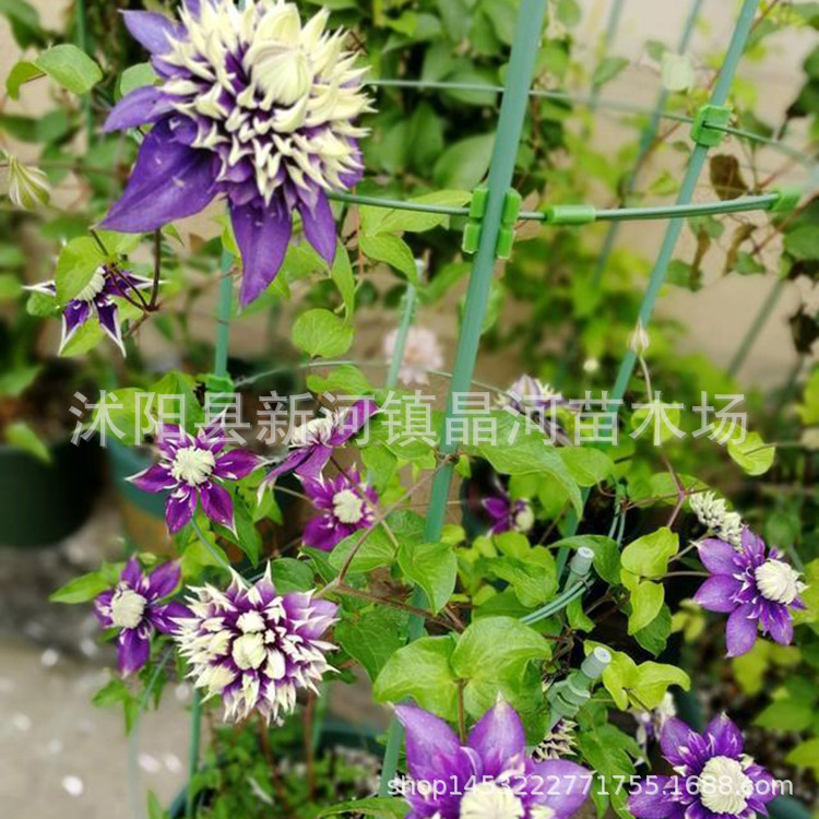 批发铁线莲苗当年开花 爬藤植物约瑟芬 乌托邦庭院阳台 藤本皇后