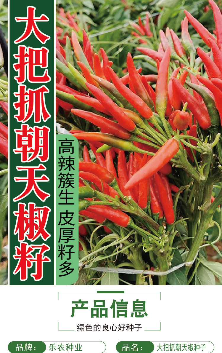 中农超级八号大把抓朝天椒种子籽多皮厚早熟中棵朝天椒种籽辣椒籽