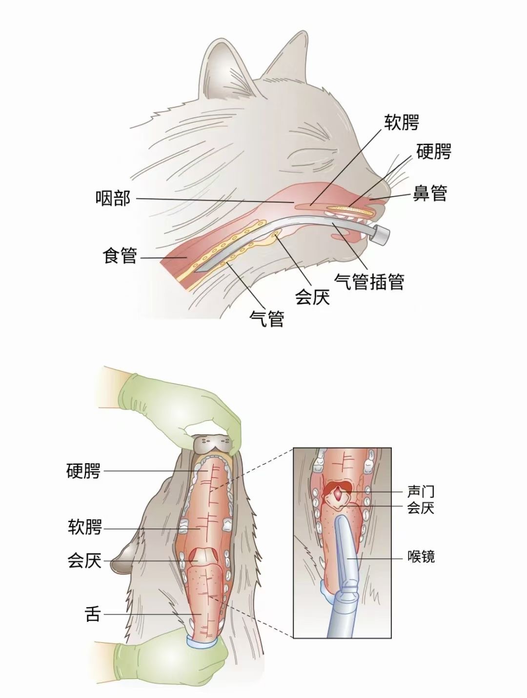 pvc材质兽用气管插管/宠物用/动物气管插管带气囊麻醉气管导管