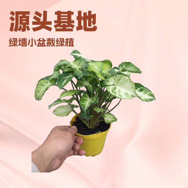 源头基地供应  绿精灵合果芋110杯小盆栽 室内花卉观赏植物批发