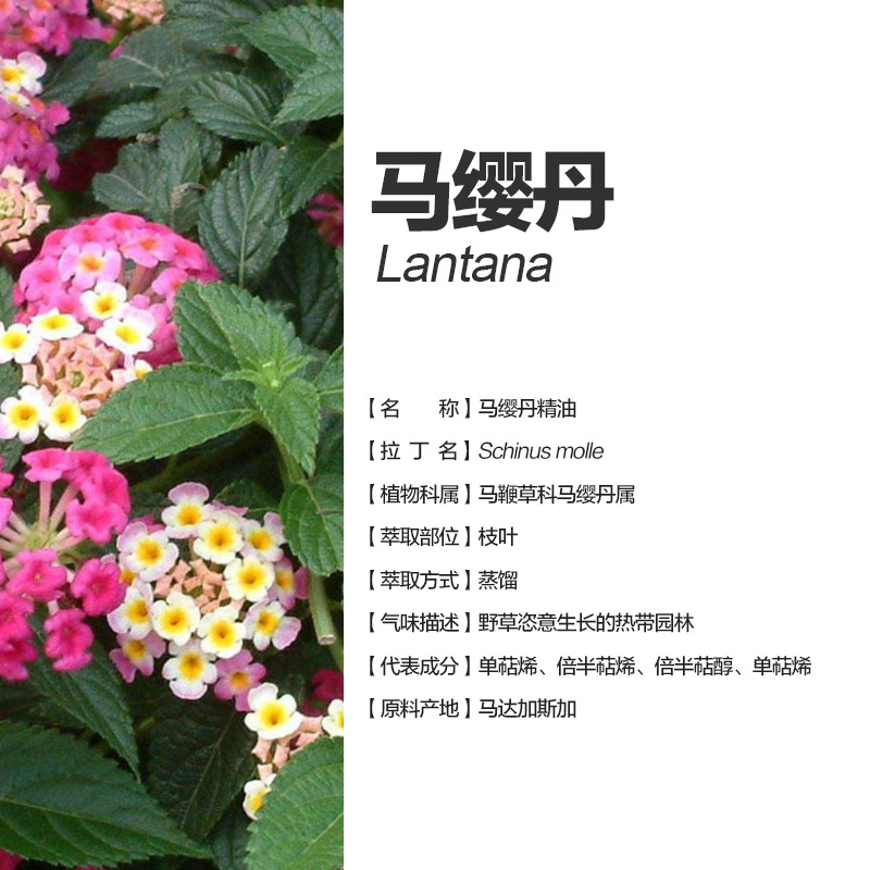 阿甘树马缨丹精油lantana camara l.