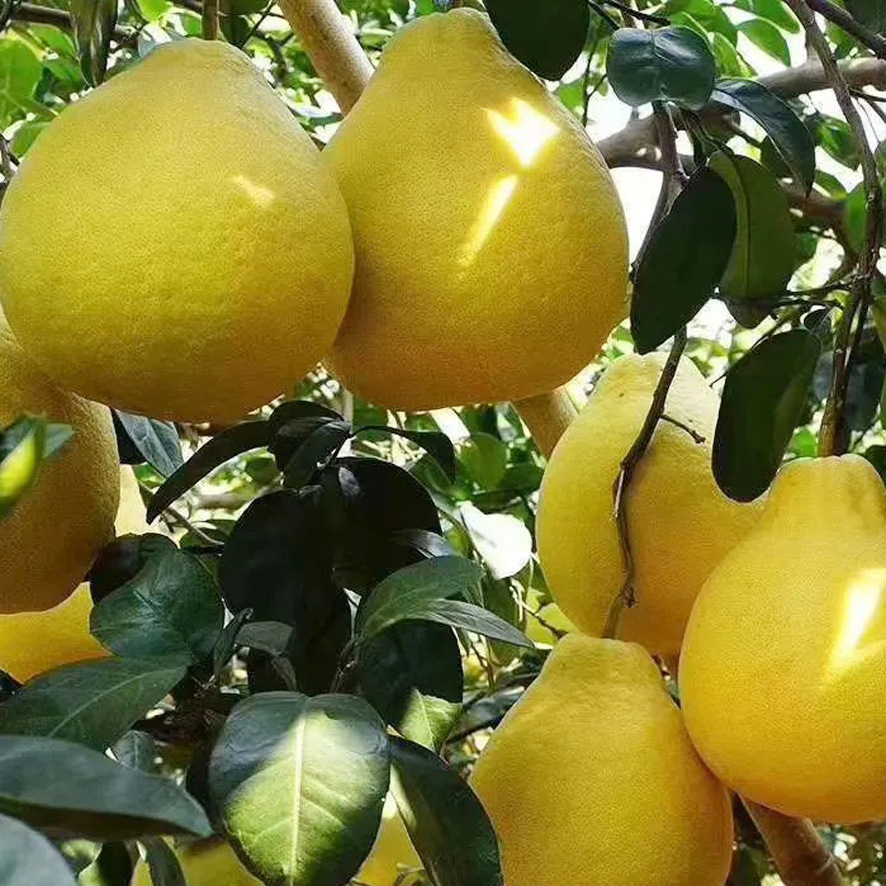 香泡树 沙田柚子树 树形优美 园林景观树 绿植 批发绿化工程