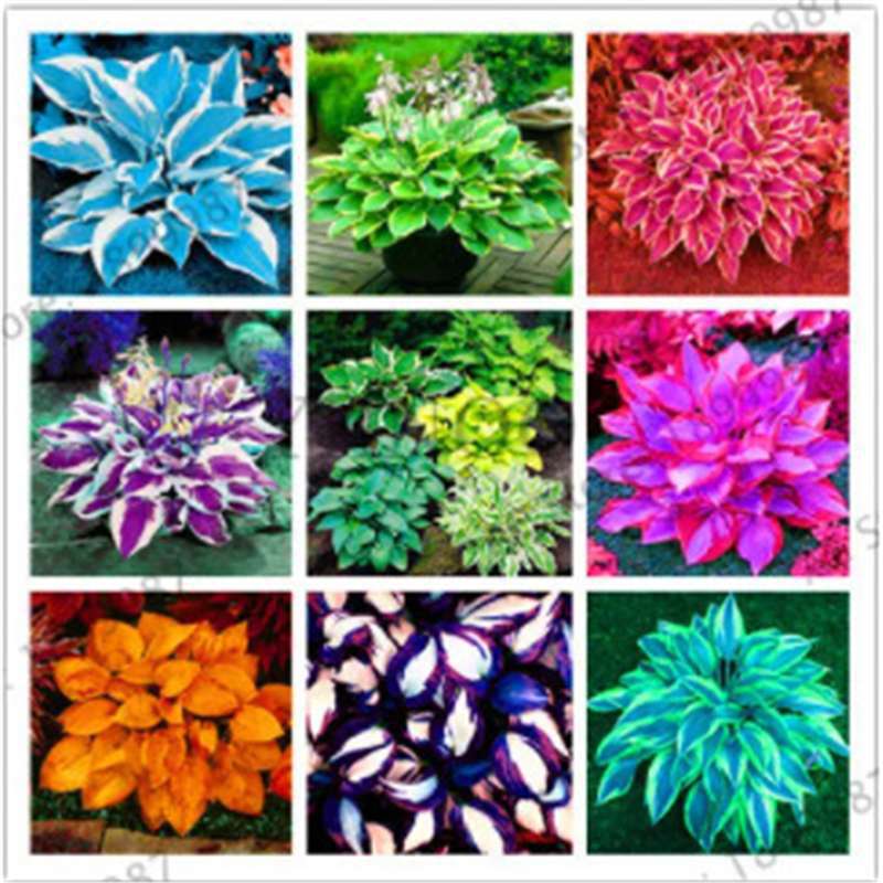 彩叶草种子  盆栽彩叶草籽 彩叶草种子 阳台盆栽花草种子花卉种子