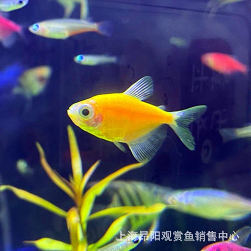 4万条紫嫣天使热带观赏鱼水族宠物鱼紫天使可混养上海渔场批发水族