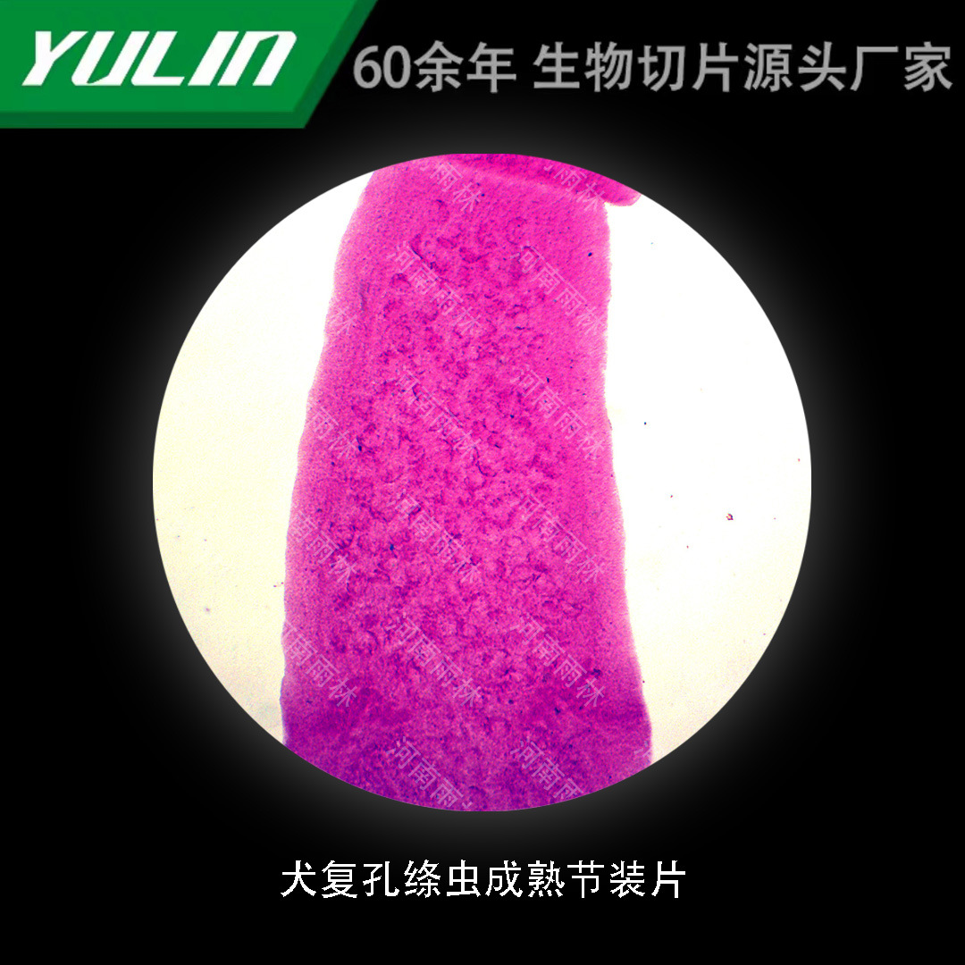 犬复孔绦虫成熟节装片高校医学院校用组织病理石蜡玻片标本显微镜