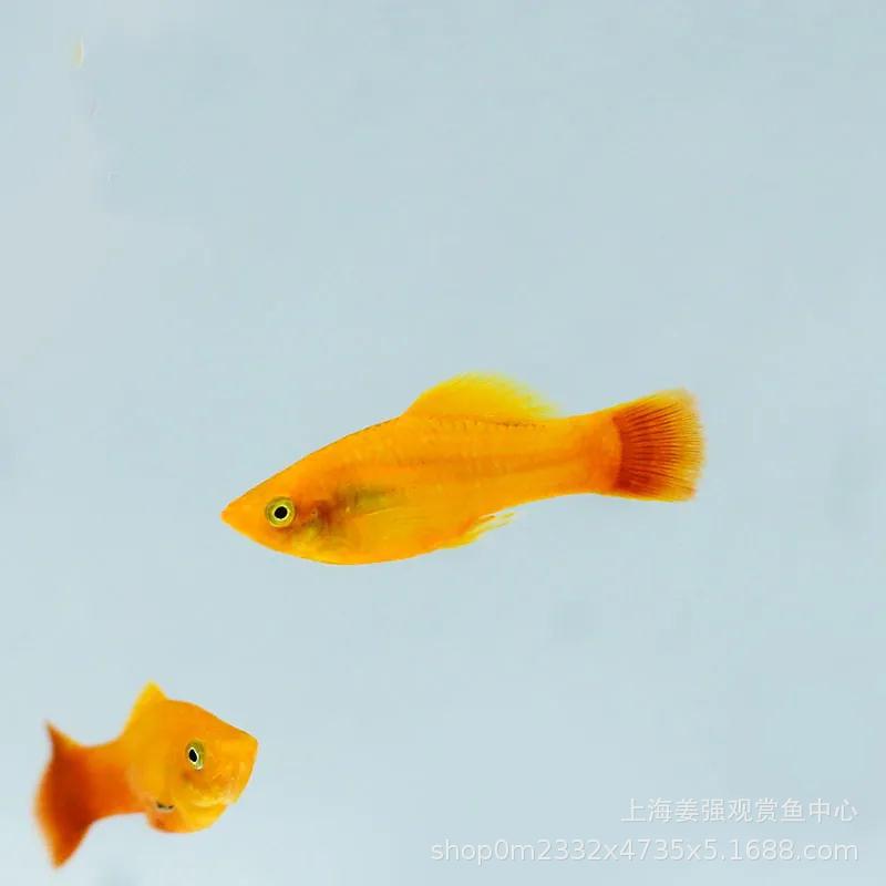 金牡丹鱼凤尾鱼胎生鱼观赏鱼热带鱼活体金牡丹鱼三色牡丹鱼草缸鱼