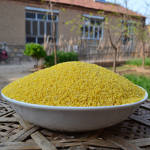 农家自种小米子黄小米营养米月子米小米粥宝宝米500g 老品种