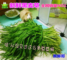 新鲜黑麦草鲜草半斤 代替提草苜蓿干草 荷兰猪豚鼠猫兔子粮食牧草